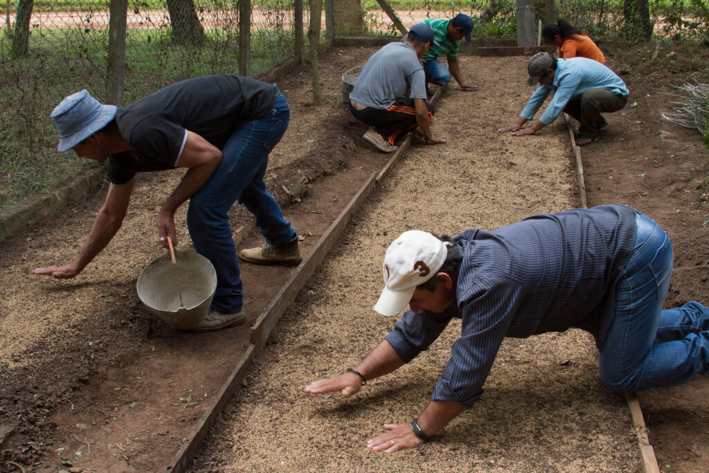 3 AUTOR, CEPAG, Comida tipica, cultivar, CULTURA PARAGUAYA, Digitales, FC, J.M.Blanch, JESUITAS (OBRAS), mate, PARAGUAY, plantar, sembrar, semillas, Tava'i yerba mate, TRABAJO, WEB, yerba mate 2 SOPORTE ORIGINAL, 3 AUTOR, 4 LUGAR, CEPAG, CULTURA PARAGUAYA, Campesinos, Comida tipica, Cultura campesina, Digitales, FC, J.M.Blanch, JESUITAS (OBRAS), PARAGUAY, Productos agricolas, Pueblos de las Reducciones, TRABAJO, TRABAJO Y ARTESANIA, Tava'i yerba mate, Vida campesina, WEB, _NUEVAS, agricultura, cultivar, mate, plantar, sembrar, semillas, yerba mate